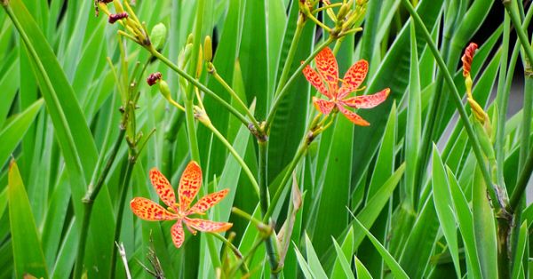 flor leopardo mudas adultas